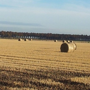   -  Le risaie in autunno  